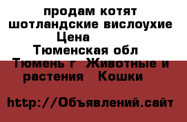 продам котят шотландские вислоухие. › Цена ­ 2 500 - Тюменская обл., Тюмень г. Животные и растения » Кошки   